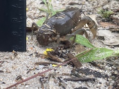 Fallicambarus houstonensis