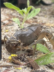 Fallicambarus houstonensis