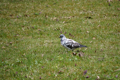 Columba livia domestica
