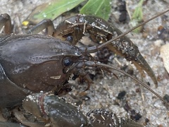 Fallicambarus houstonensis