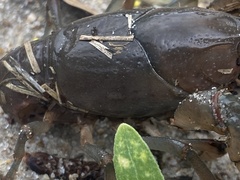 Fallicambarus houstonensis
