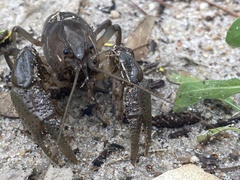 Fallicambarus houstonensis
