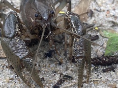 Fallicambarus houstonensis