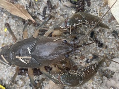 Fallicambarus houstonensis
