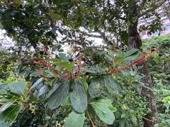 Machilus thunbergii