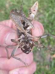 Fallicambarus houstonensis
