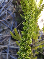Erica coccinea