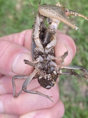 Fallicambarus houstonensis