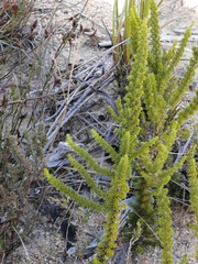 Erica coccinea