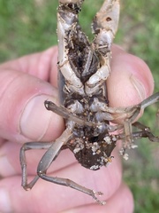 Fallicambarus houstonensis