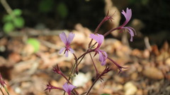 Pelargonium transvaalense