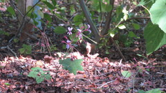 Pelargonium transvaalense