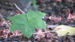 Pelargonium transvaalense
