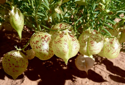 Ward's milkvetch (Astragalus wardii)