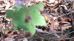 Pelargonium transvaalense