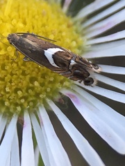 Glyphipterigidae