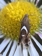 Glyphipterigidae