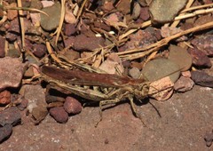 Chorthippus brunneus