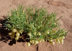 Astragalus wardii