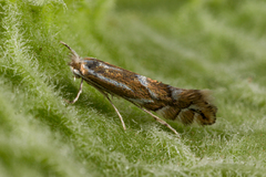 Phyllonorycter coryli