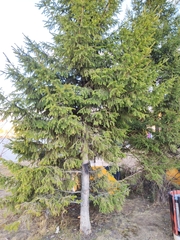 Picea obovata
