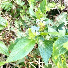 Lantana undulata