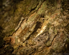 Metrioglypha phyllodes