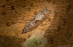 Fibuloides phycitipalpia