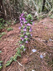 Pedicularis refracta transmorrisonensis