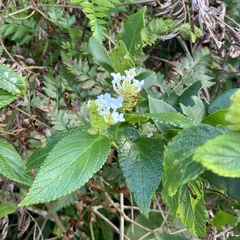 Lantana undulata