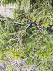 Picea obovata