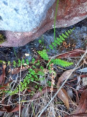 Cheilanthes hastata