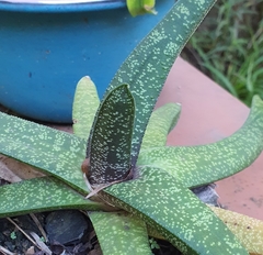Gasteria croucheri