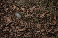 Asclepias angustifolia