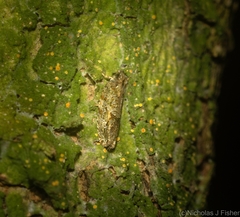 Metrioglypha phyllodes