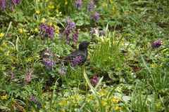 Sturnus vulgaris