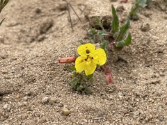 Camissoniopsis lewisii