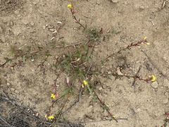 Camissoniopsis lewisii