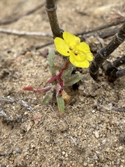 Camissoniopsis lewisii