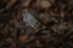 Asclepias angustifolia