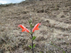 Salvia oppositiflora