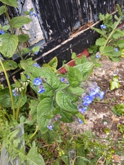 Pentaglottis sempervirens