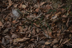 Asclepias angustifolia