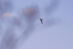 Chordeiles acutipennis