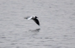 Chroicocephalus ridibundus