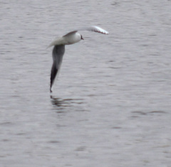 Chroicocephalus ridibundus