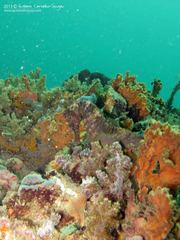 Hippocampus reidi