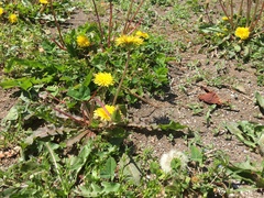 Taraxacum