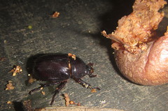 Cyphonistes vallatus