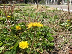 Taraxacum